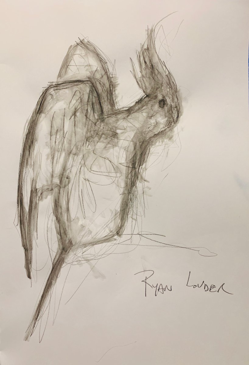 Cockatiel study on paper by Ryan Louder