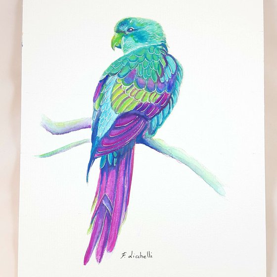 Tropical parrot 2