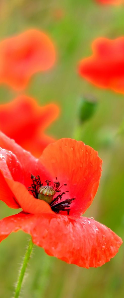 Poppies by Russ Witherington