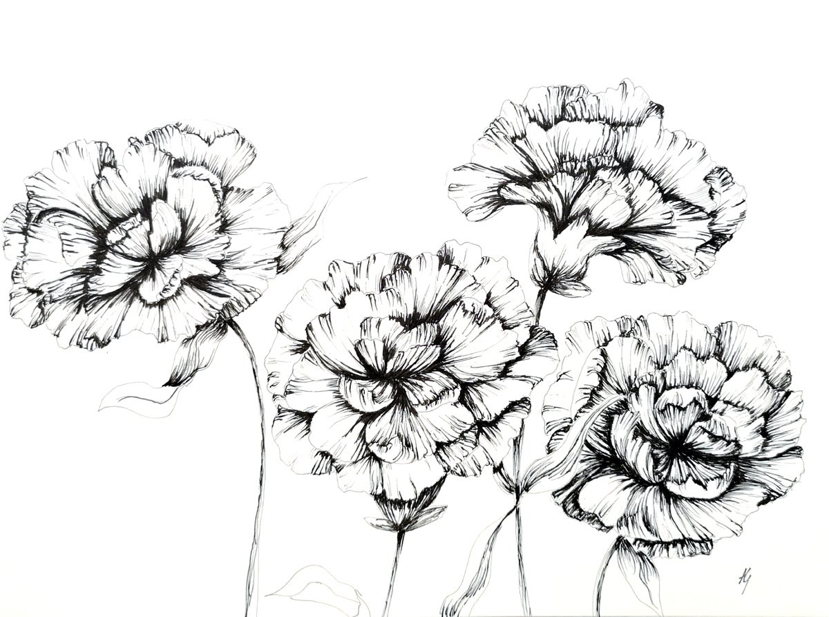 Illustrative Botanical Ink Drawing By Aneta Gajos, 13 X 9, Carnation, Original Artwork
