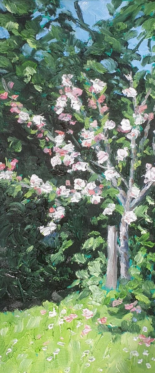 blossom 17 by Colin Ross Jack