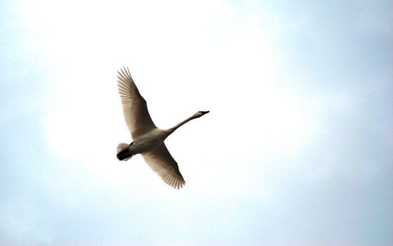 Trumpeter Swan in Flight