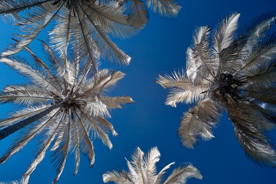 Palm Trees and Sky, Palomino.