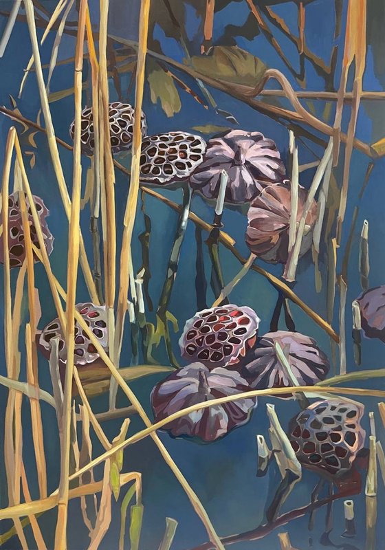 Lotus pond.Pods