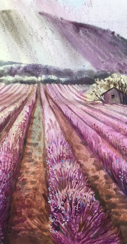 Lavender field. Landscape of France. by Natalia Veyner
