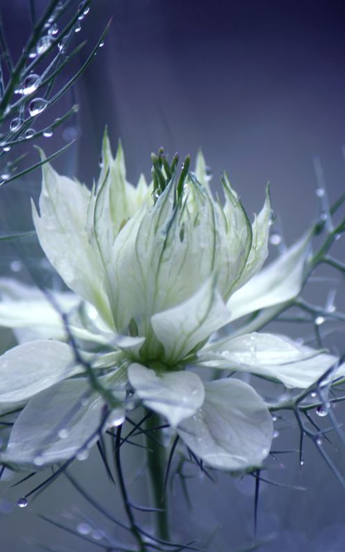 Nigella bud in the rain by Sonja  Čvorović