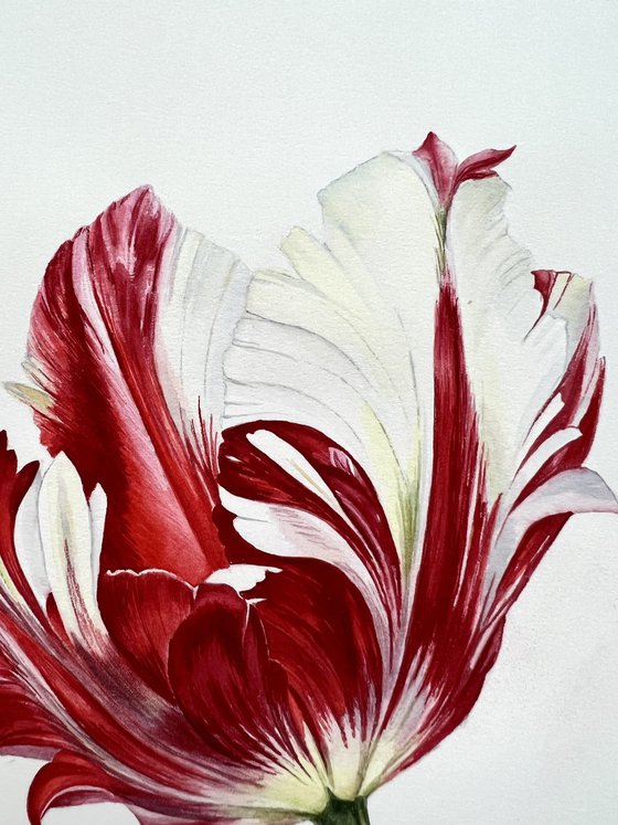 Tulip. Original watercolor artwork.