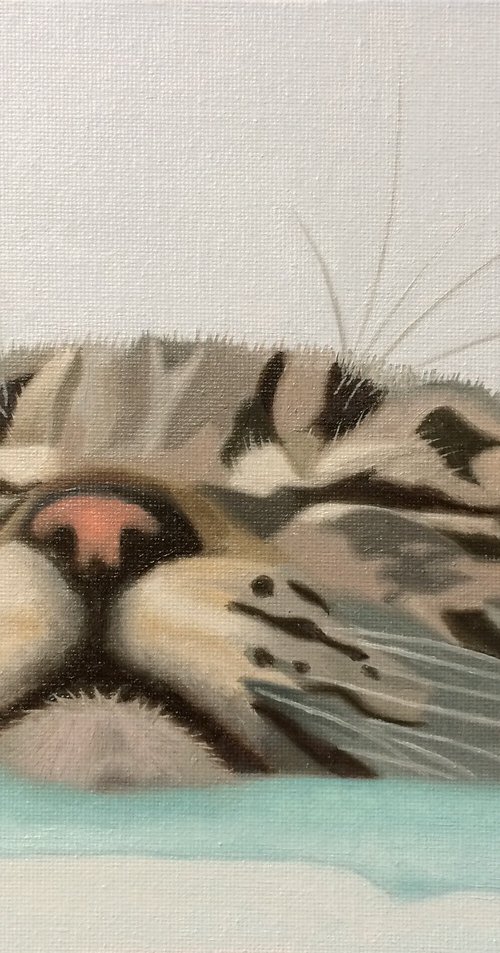 Snooze by Jill Ann Harper