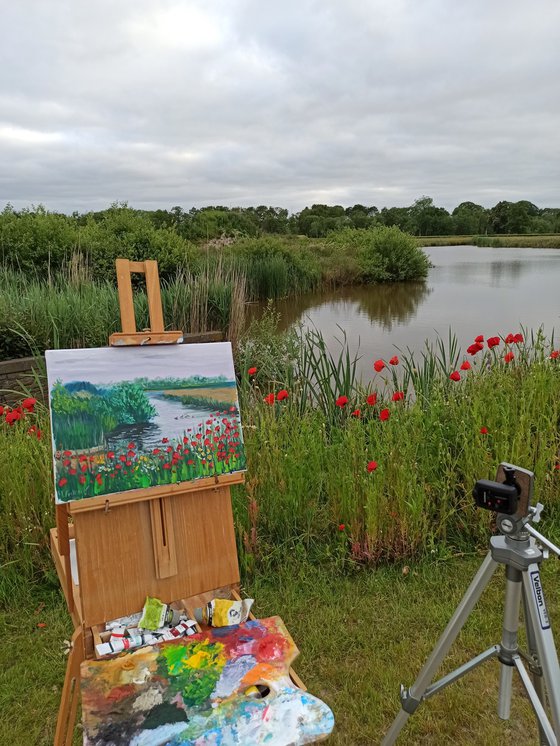 Red poppies by the water. Pleinair painting