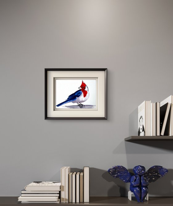 Red-cowled cardinal Paroaria