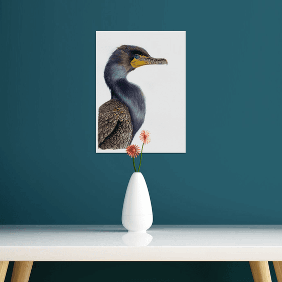 Great cormorant, bird portrait