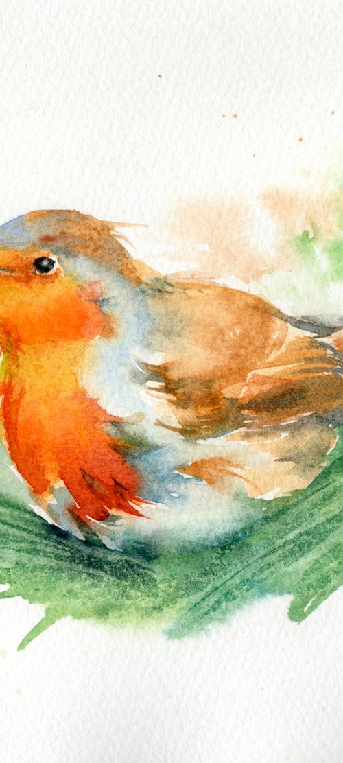 Robin amongst fir by Anjana Cawdell