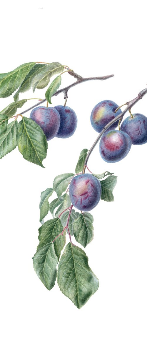 Plums by Maryna Vozniuk