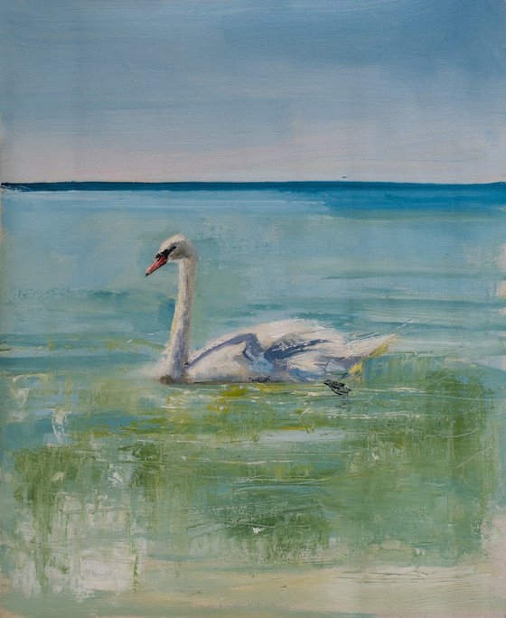 Swan in Skiathos