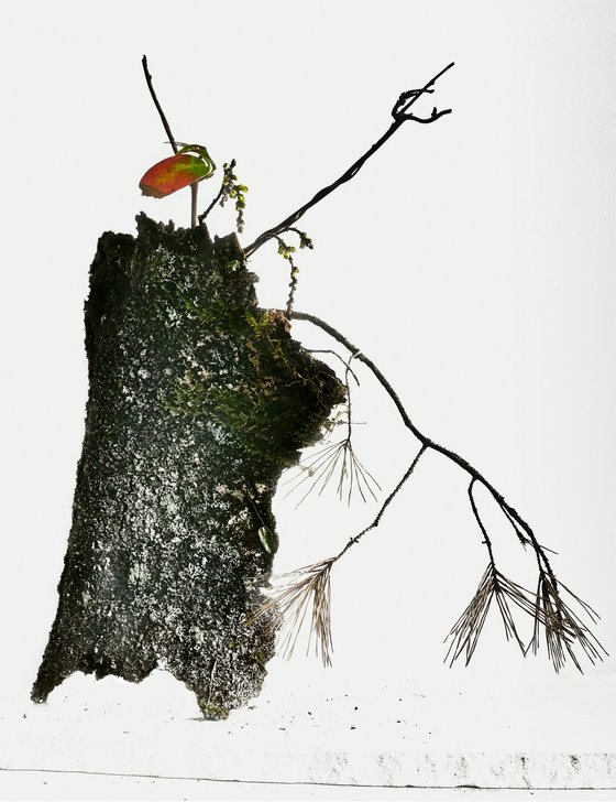 White Light#031- Climbing star jasmine, Pine, Stachyurus praecox, Tree bark-