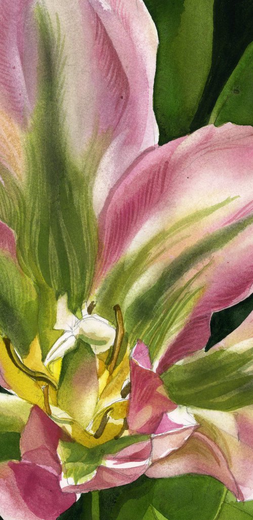 spring tulip by Alfred  Ng