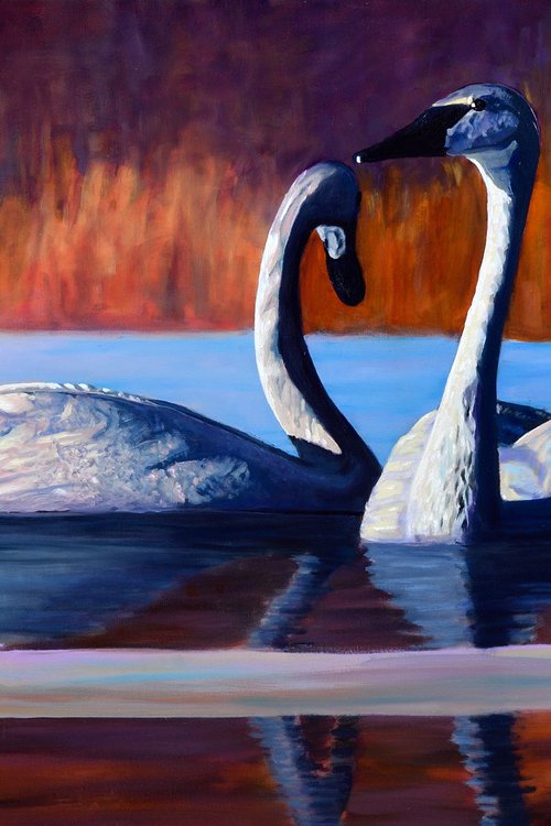 Morning Trumpets - Trumpeter swans by Jason Edward Doucette