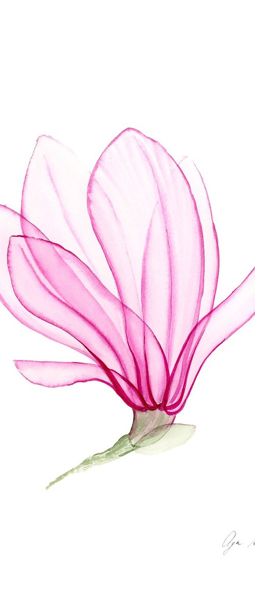 Transparent Magnolia by Olga Koelsch