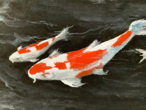 Koi’s