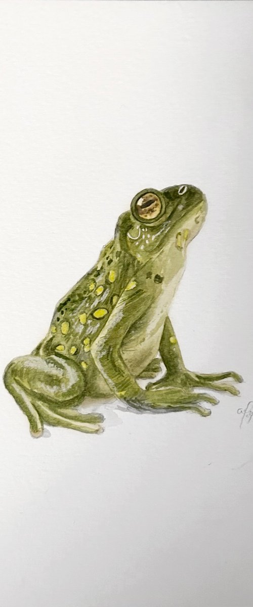 Frog by Amelia Taylor