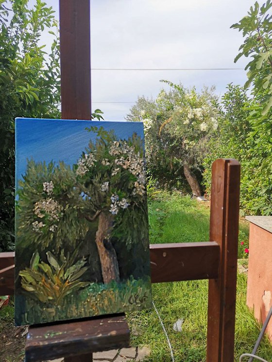 Olive in the arms of blooming bougainvillaea. Plein-air