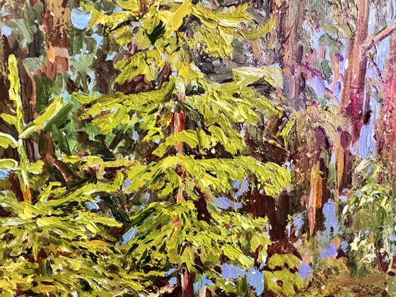 Young Fir Trees