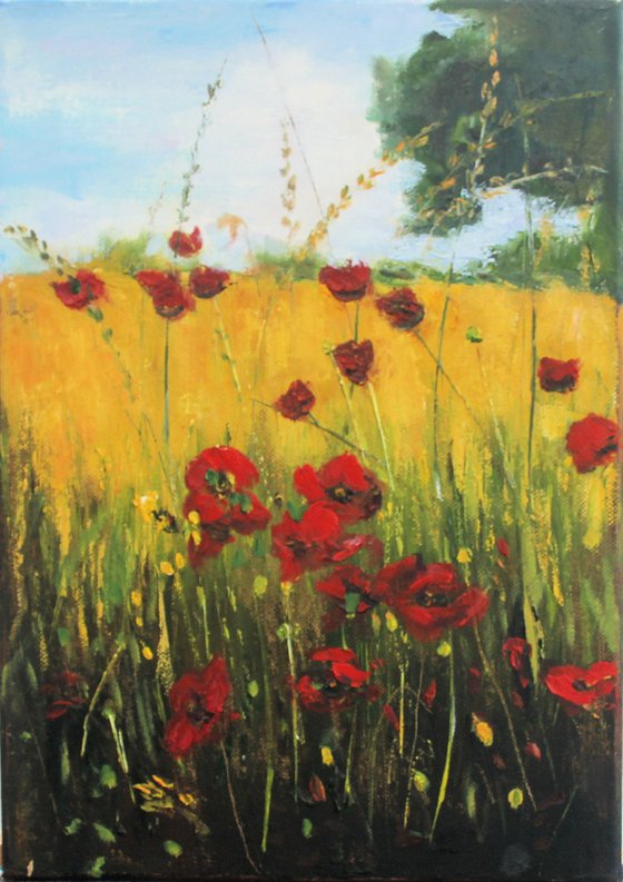 Poppies in the meadow