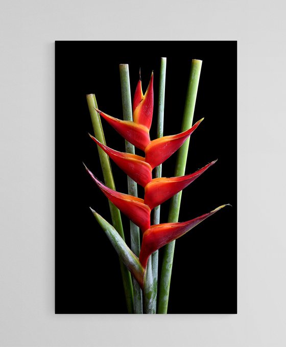 Heliconia Bihai - Macaw Flower