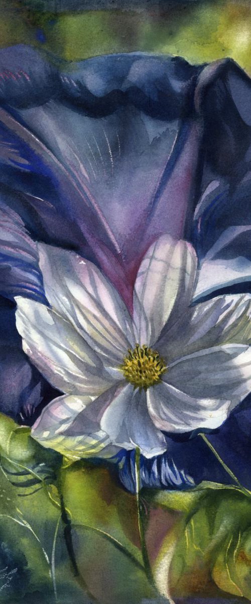 White cosmos with blue by Alfred  Ng