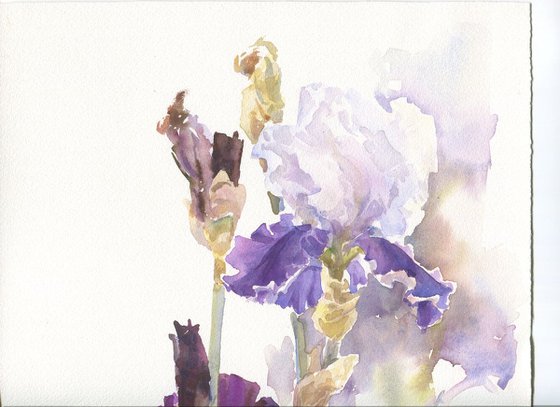 Two irises / ORIGINAL watercolor 11x15in (28x38cm)