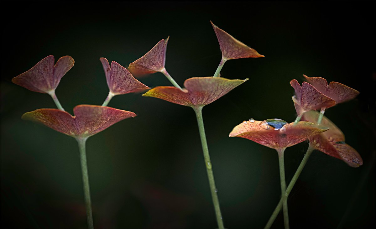 Euphorbia by DAVID SLADE