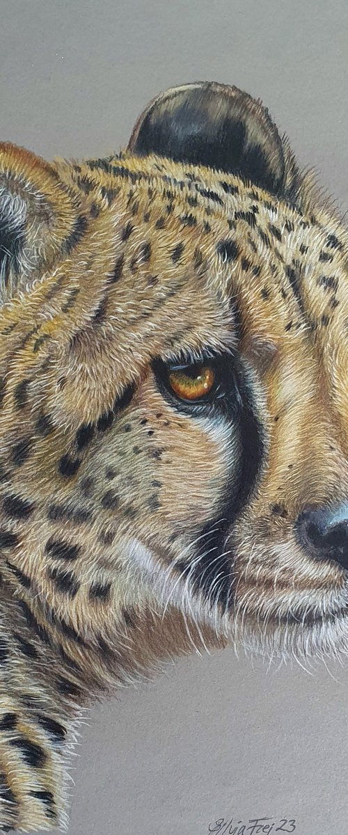 'Look out' - Cheetah portrait by Silvia Frei