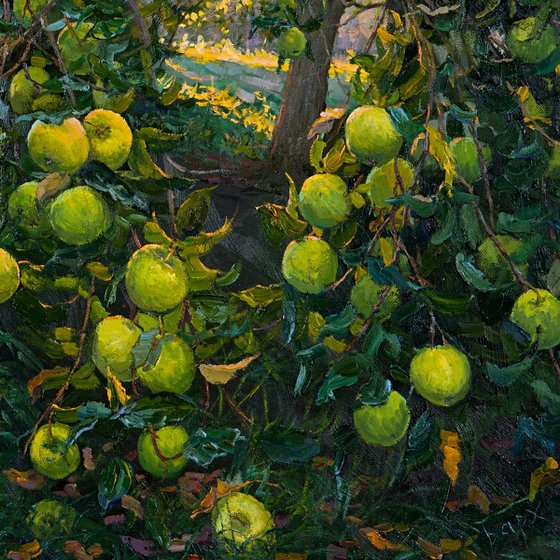 Apple Tree. Early Morning