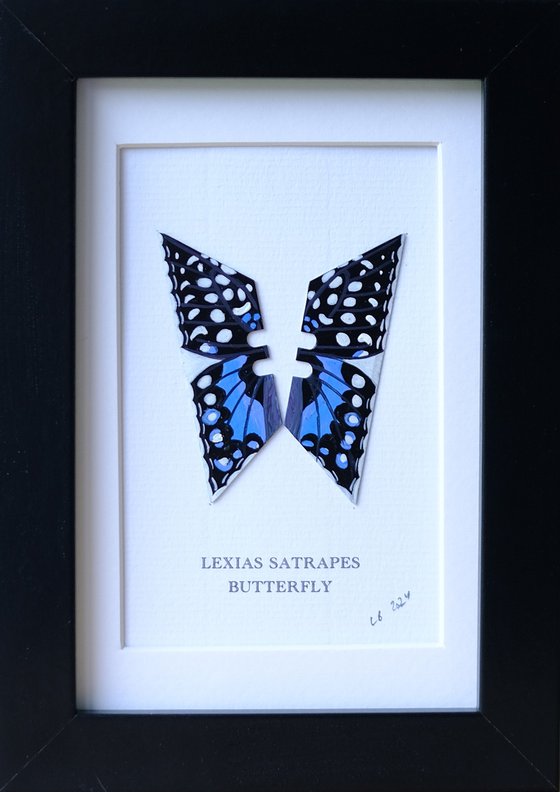 Lexias Satrapes butterfly