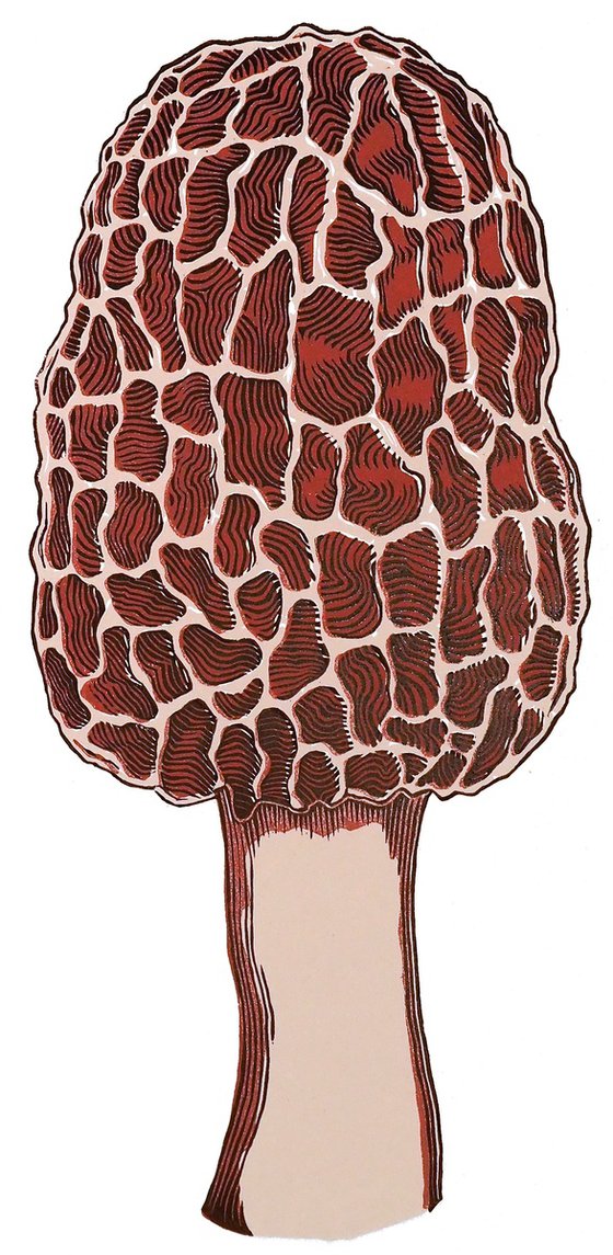 Morel