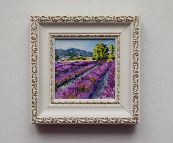 Lavender Fields