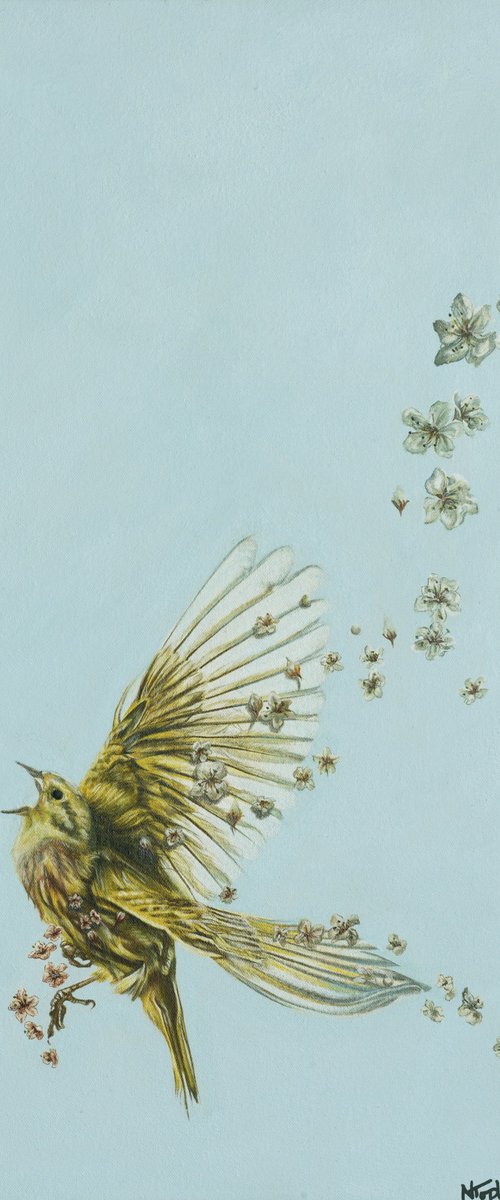 The Petal Trail by Natalie Toplass