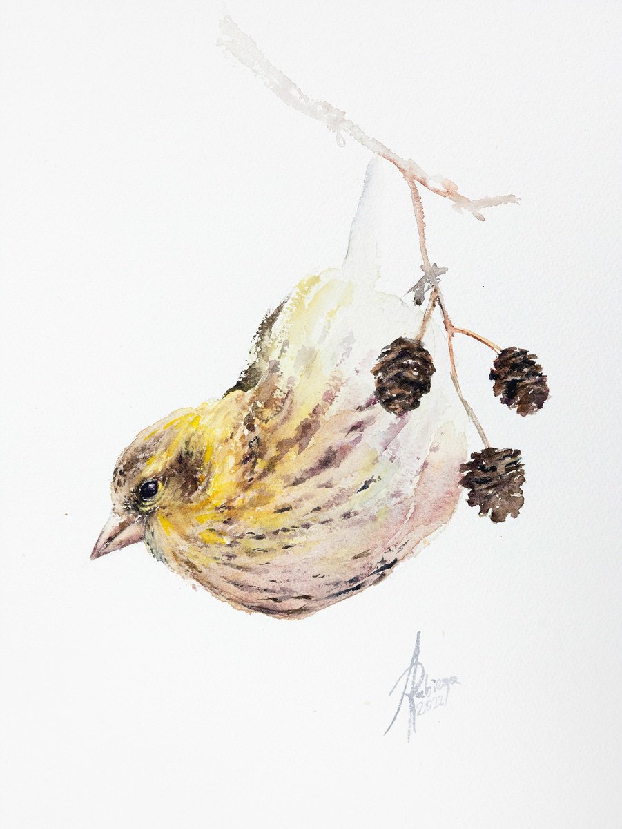 Animal Watercolour By Andrzej Rabiega, 9 X 12, Eurasian Siskin, Original Artwork