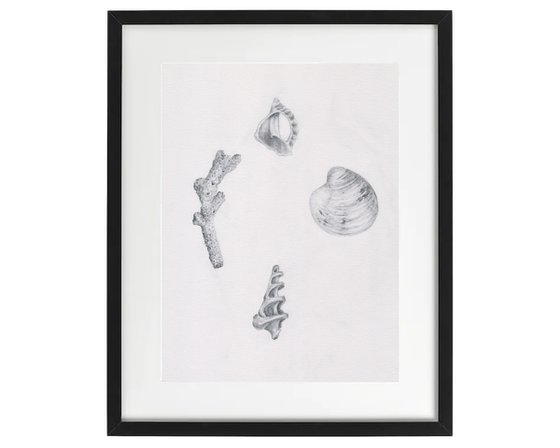 Shells and Coral Study in Pencil
