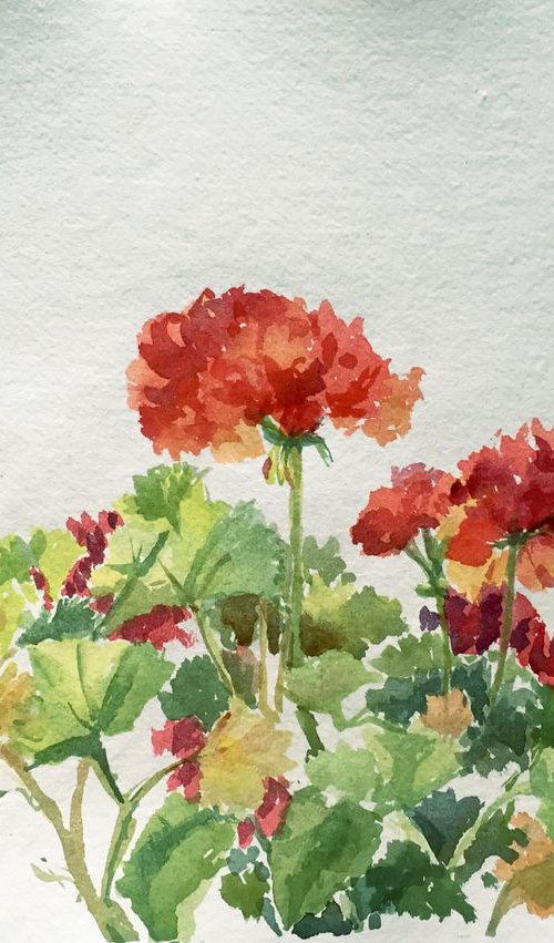 Geraniums by Krystyna Szczepanowski