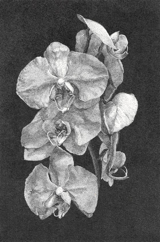 Orchid lan