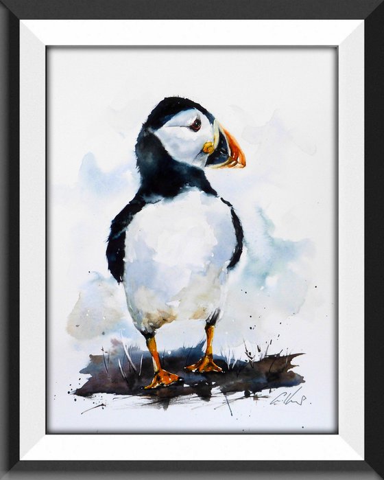 A Puffin.