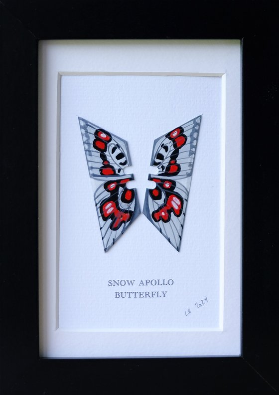 Snow Apollo butterfly