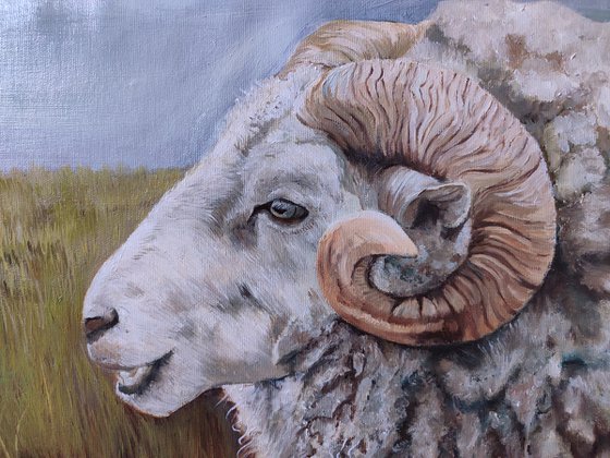 aries