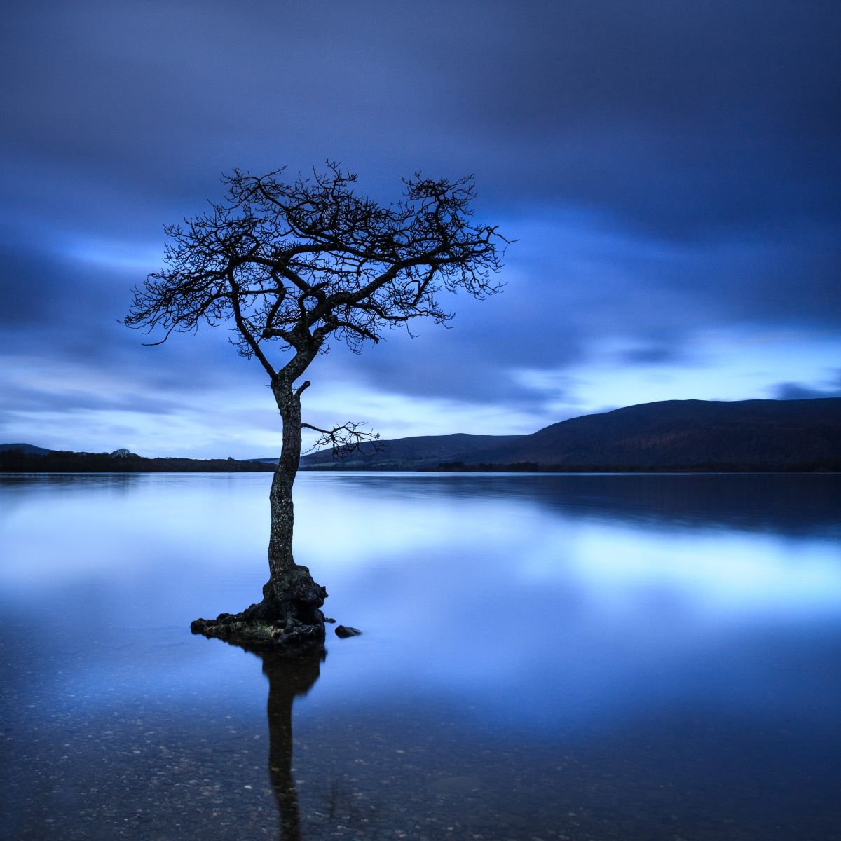 Day is Blue - Peaceful Tree in Blue Water, Loch Lomond, Scotland by Lynne Douglas