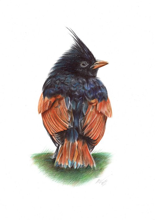 Crested Bunting by Daria Maier