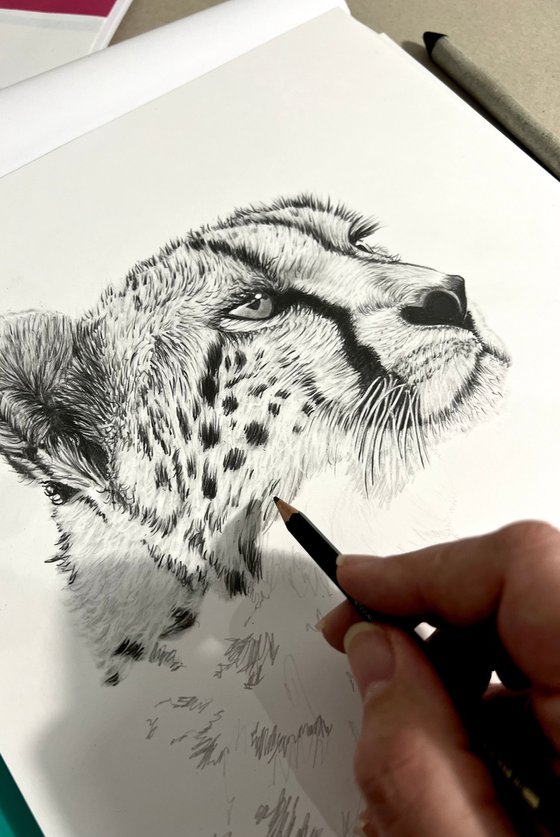 Cheetah