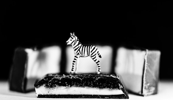 Chocolate Zebra #1