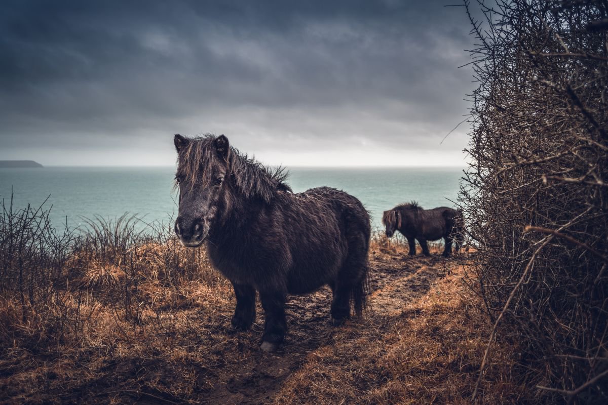 Shetlands Ponies On The Way To Portloe In Cornwa | Artfinder