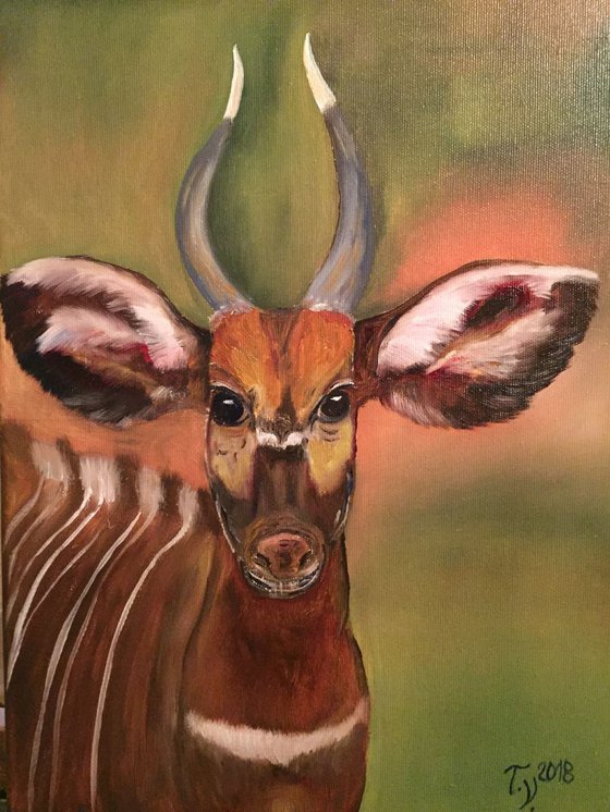 Young Kudu